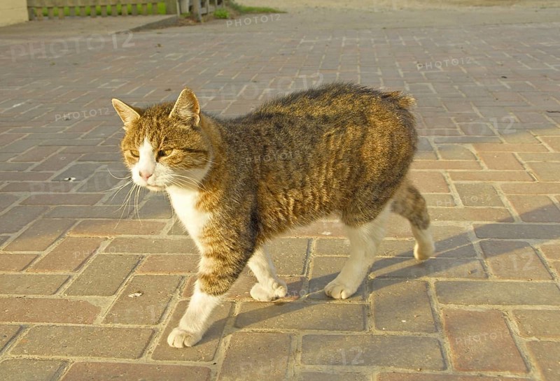 Manx Cat