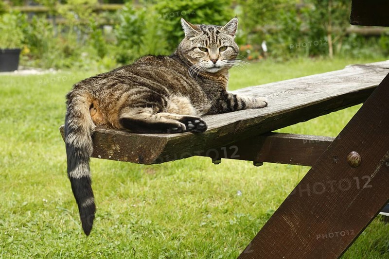 Domestic Cat
