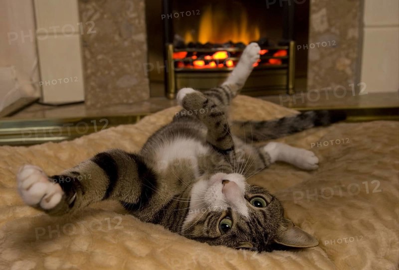 Domestic Cat