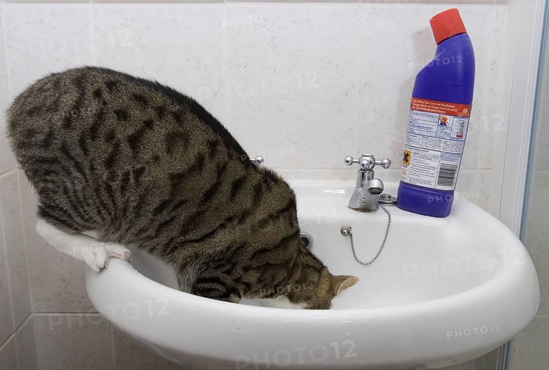 Domestic Cat