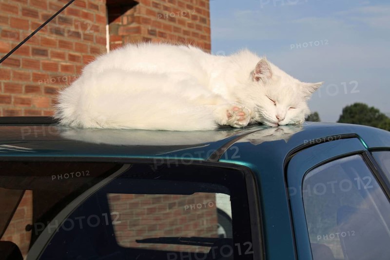 Domestic cat