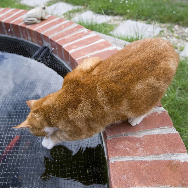 Domestic Cat