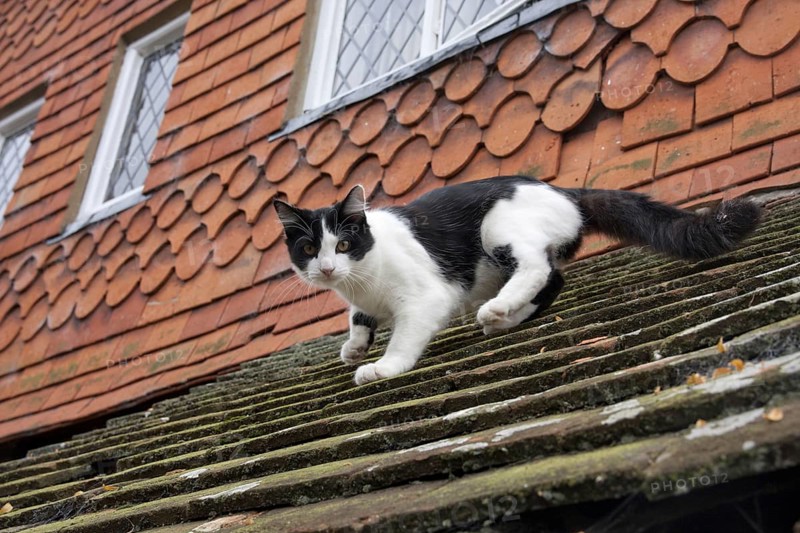 House cat