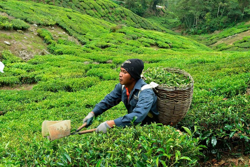 Tea Harvest