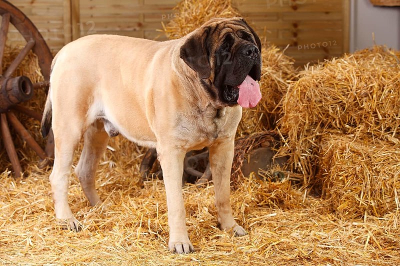 Great Dane