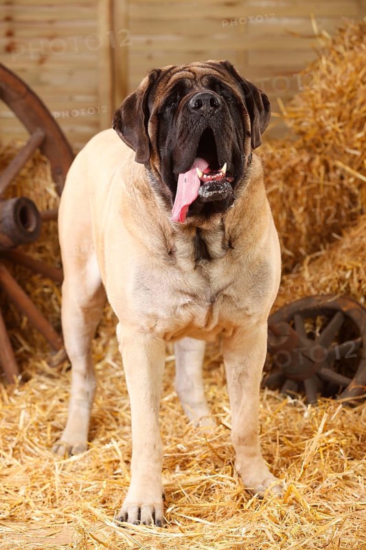 Great Dane