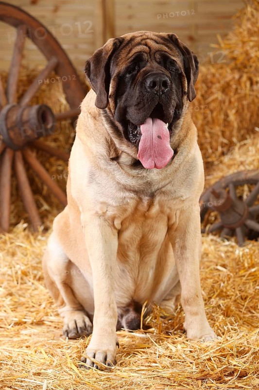 Great Dane