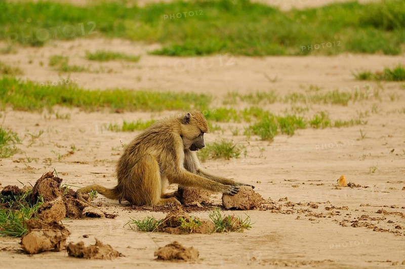Yellow baboon
