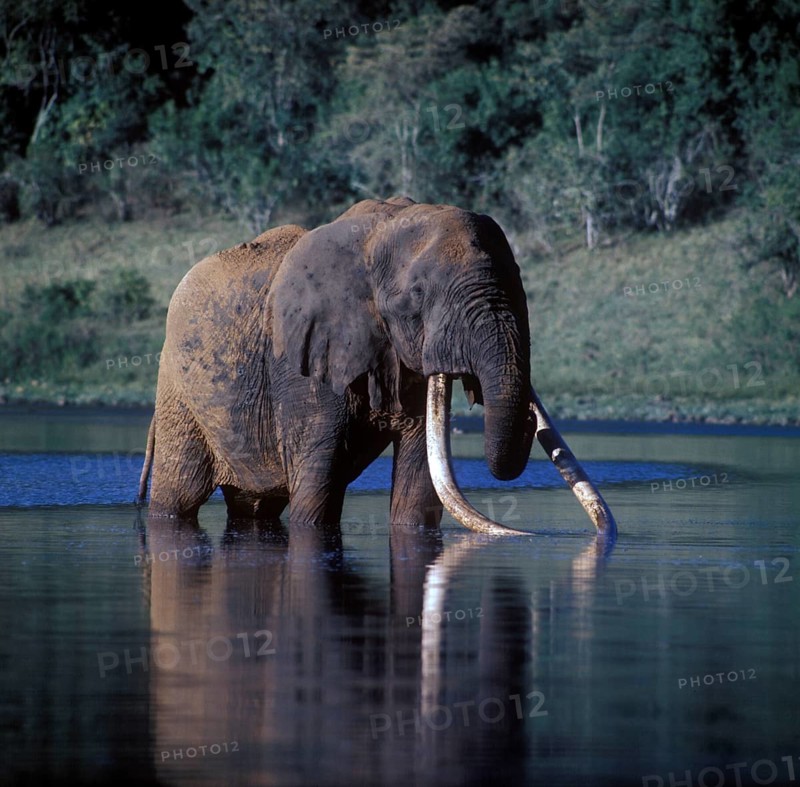 African elephant