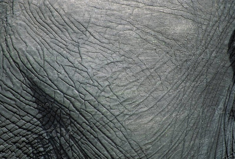 African elephant