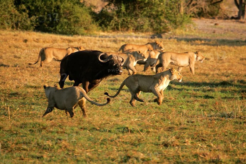 Adult african buffalo