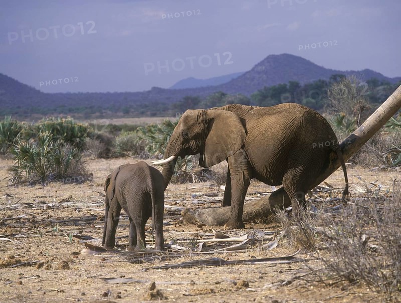 African elephant