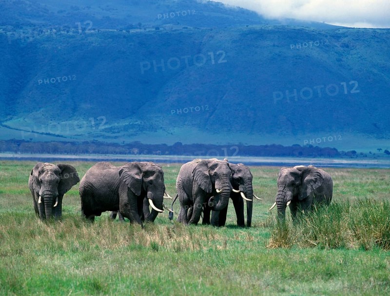 African elephant