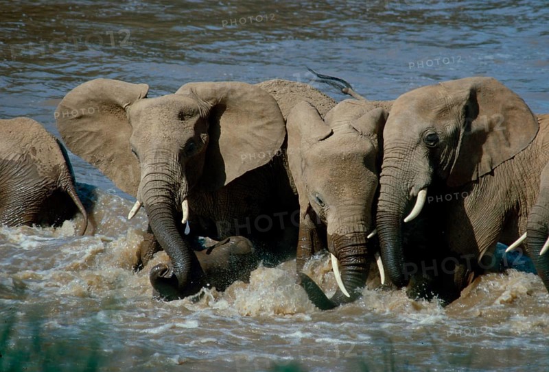 African elephant