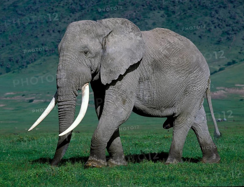 African elephant