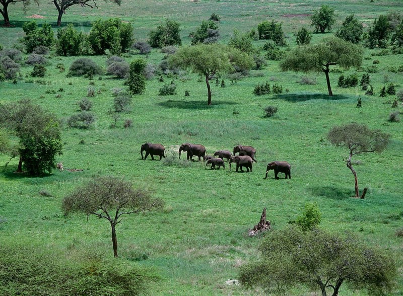 African elephant