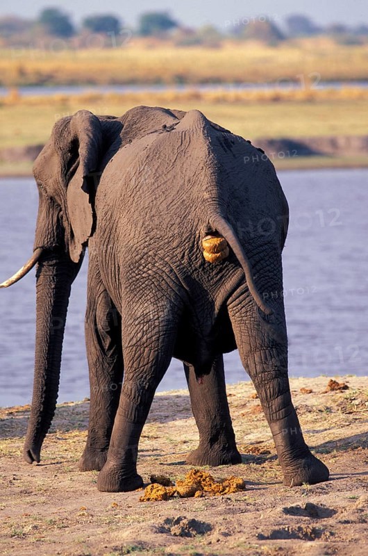 African elephant