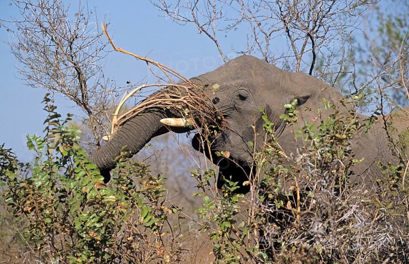 African Elephant