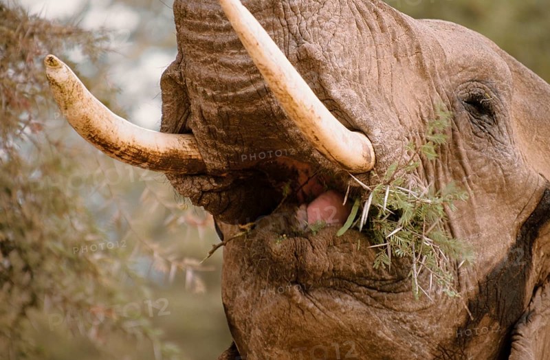 African elephant