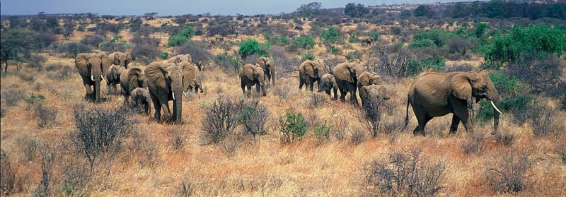 African elephant