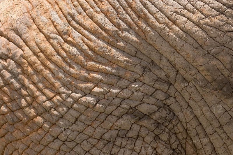 African Elephant