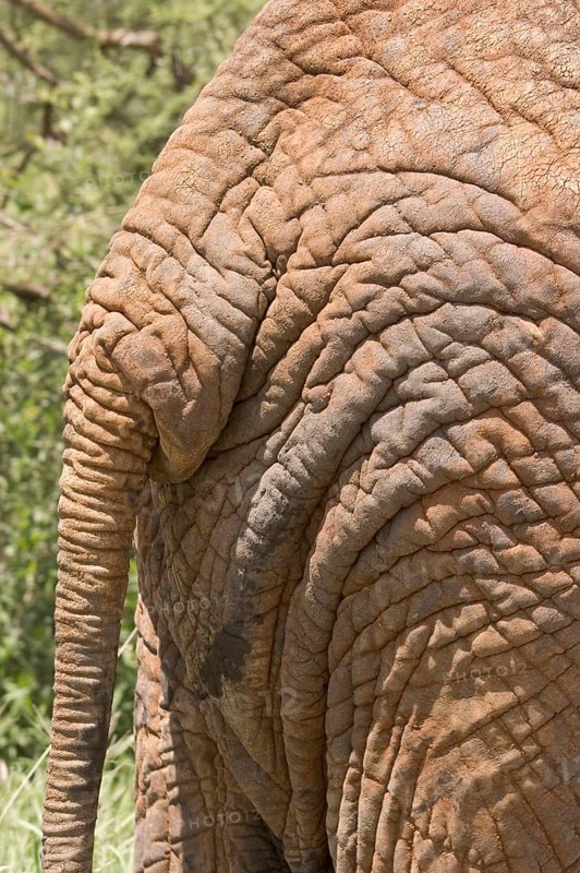 African Elephant