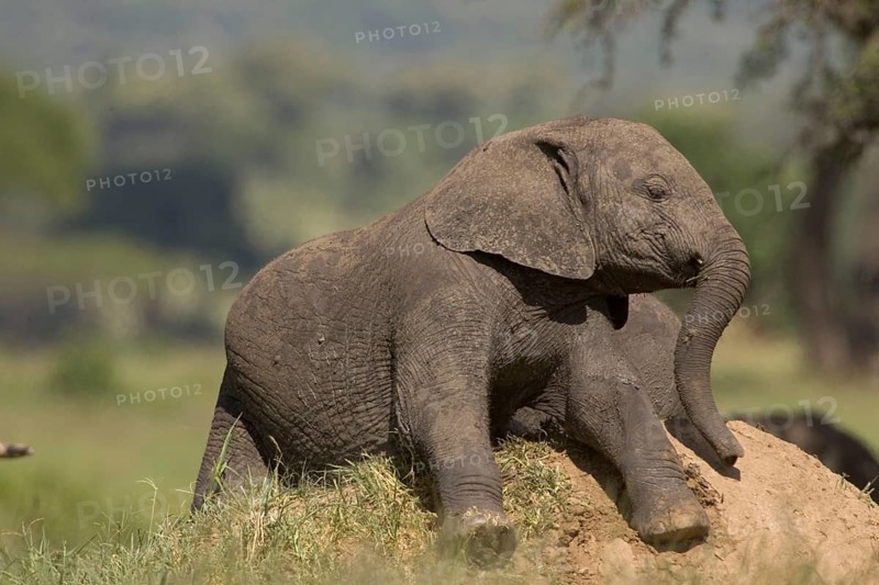 African elephant