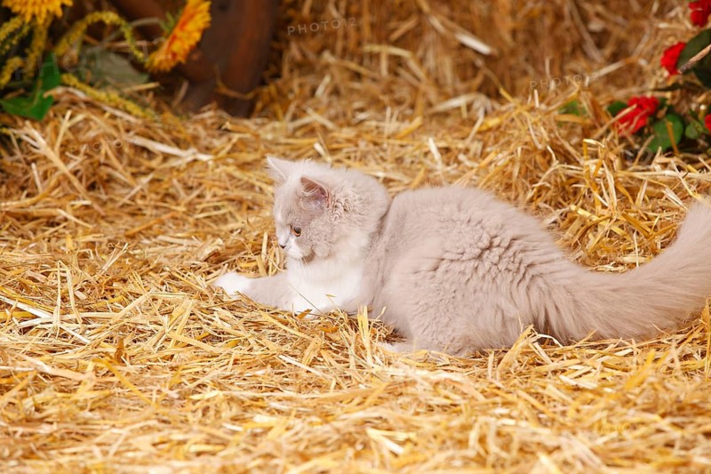 British Longhair