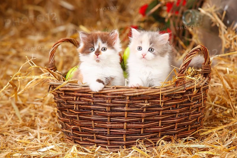 British Longhair