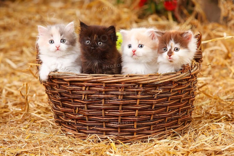 British Longhair