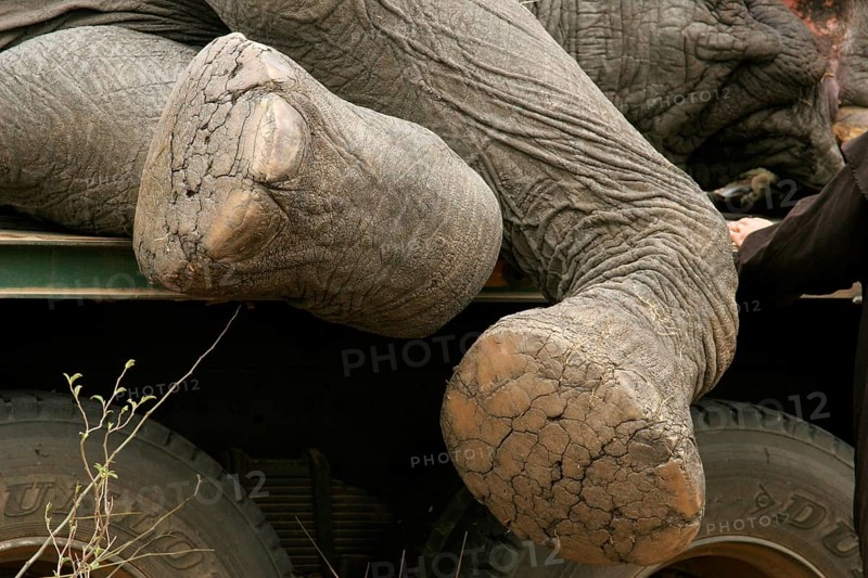African Elephant