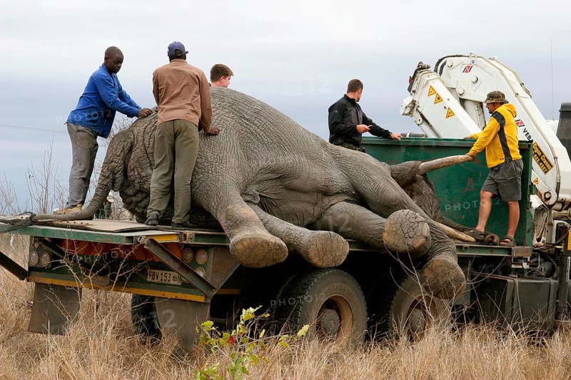 African Elephant