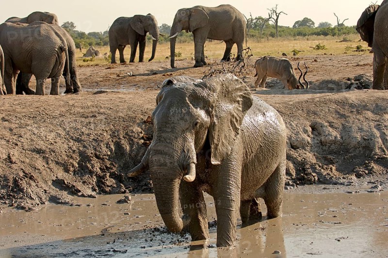 African elephant