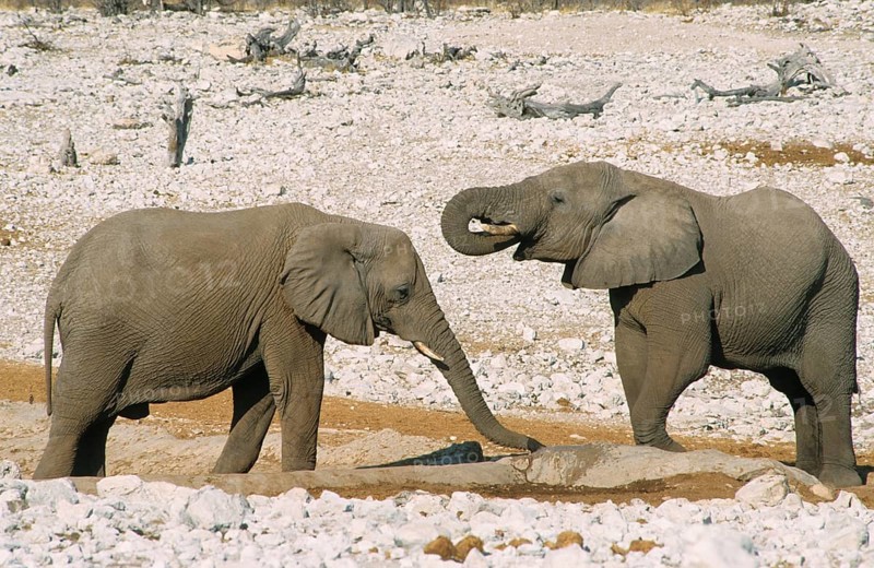 African elephant