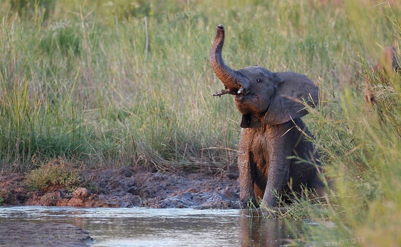 African elephant
