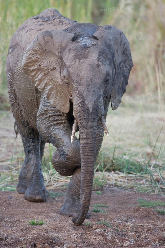 African elephant