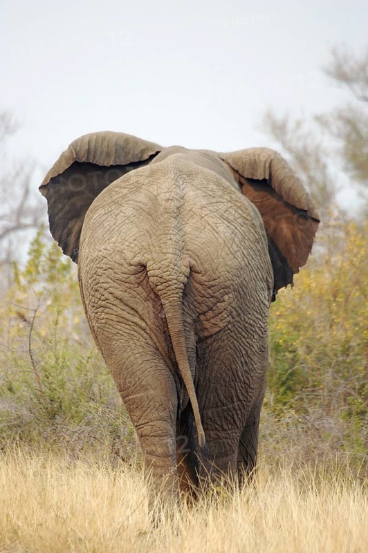 African elephant