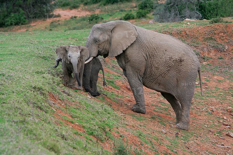 African elephant