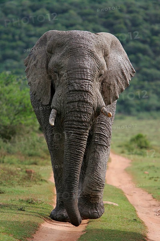 African elephant