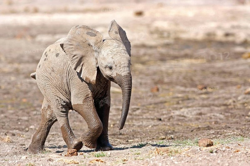 African elephant