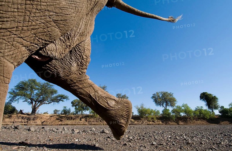 African elephant