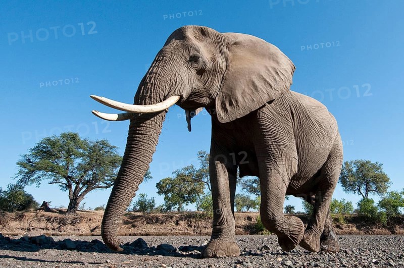 African elephant