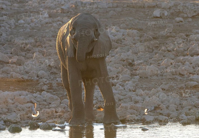 African elephant
