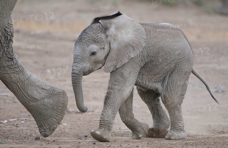 African elephant