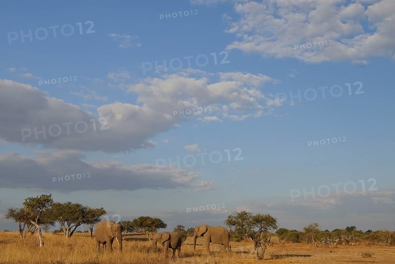 African elephant