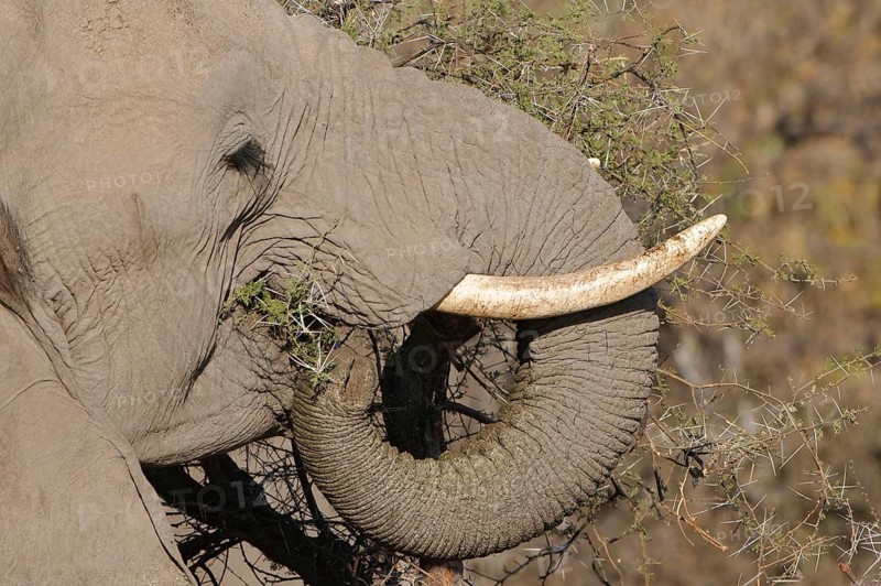 African elephant