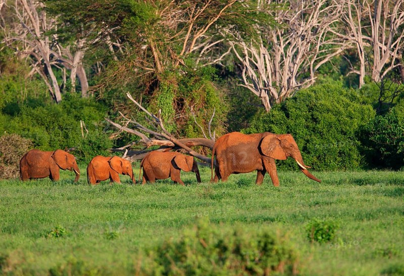 African elephant