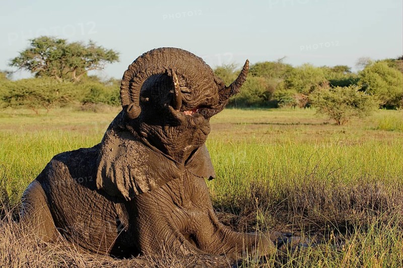 African elephant