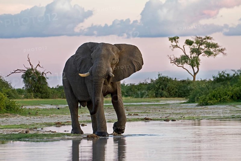 African elephant