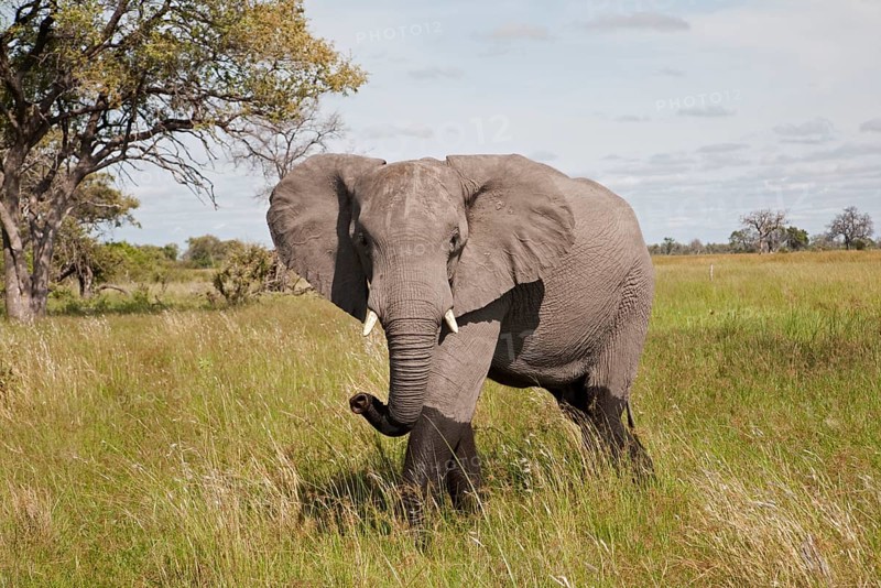 African elephant
